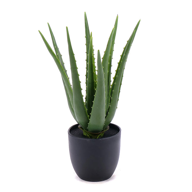 00600027_aloe-vera-um-v-kvetinaci