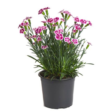 01800640_diantus-klincek-crep