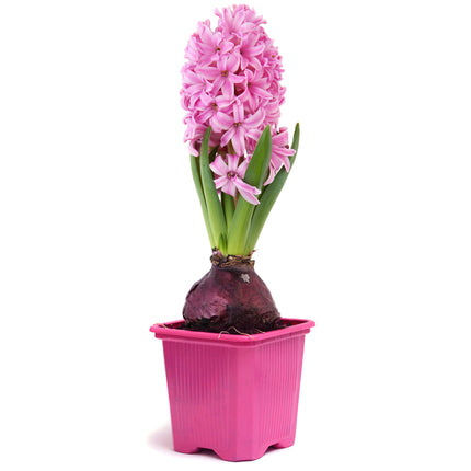 01801056_hyacint-crepnikovy