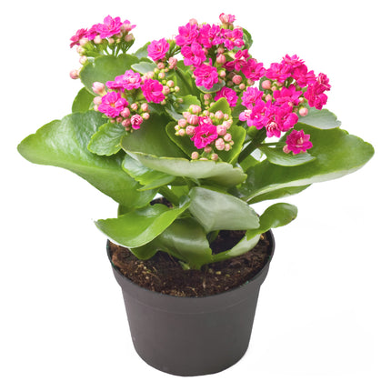 01801232_kalanchoe-crep-3