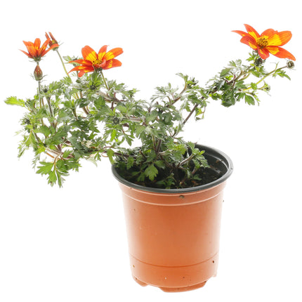 01801335_crepnikovi-bidens