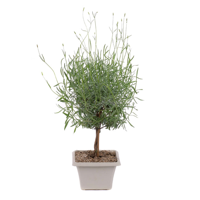 01801383_levandula-bonsai-na-kmienku