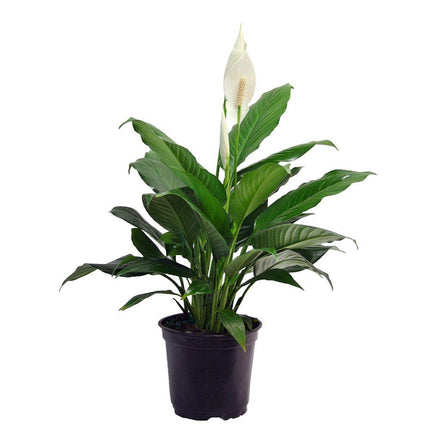 01802198_spathiphyllum-crep-lopatkovec