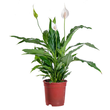 01802199_spathiphyllum-crep-lopatkovec-1