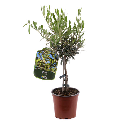 01802571_oliva-v-plastovom-obale-2