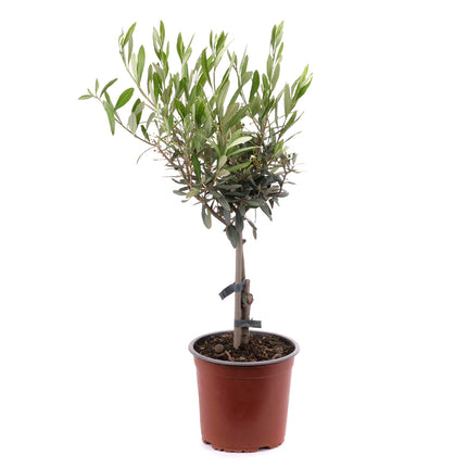 01802571_oliva-v-plastovom-obale-2