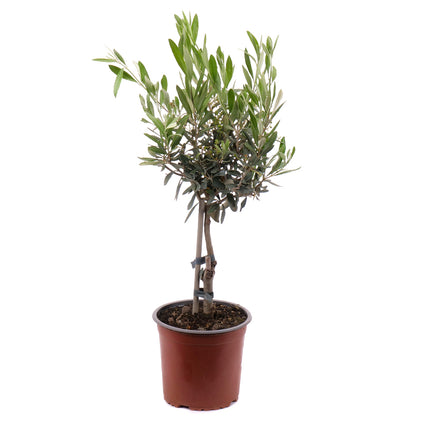 01802571_oliva-v-plastovom-obale-2