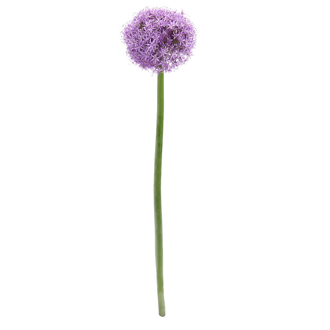 01900002_allium-cesnak-rez