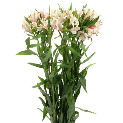 01900007_alstromeria-mix-rezana