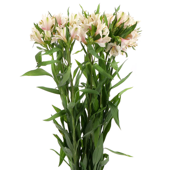 01900007_alstromeria-mix-rezana