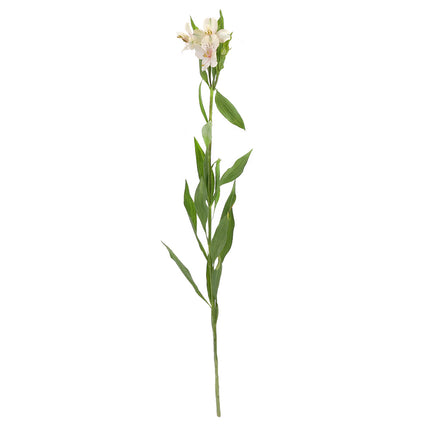 01900007_alstromeria-mix-rezana