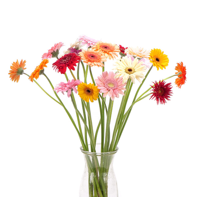 01900114_gerbera-mini-mix-rez