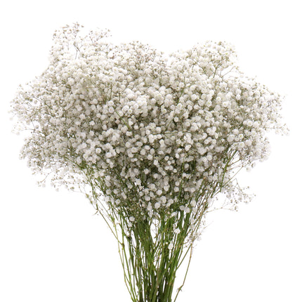 01900128_gypsophila-rez