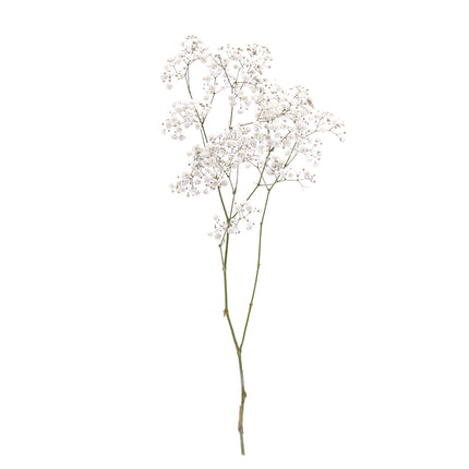 01900128_gypsophila-rez