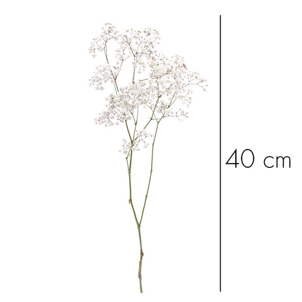 01900128_gypsophila-rez