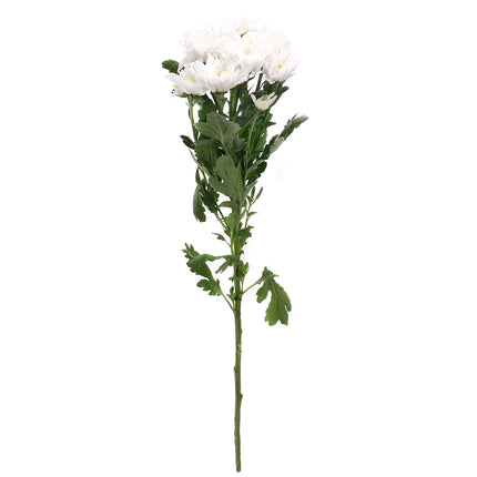 01900149_chryzantema-biela-rez