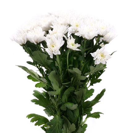 01900149_chryzantema-biela-rez