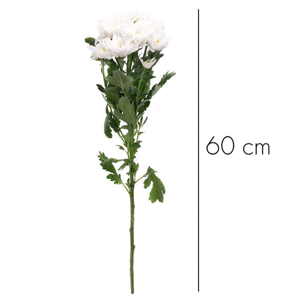 01900149_chryzantema-biela-rez