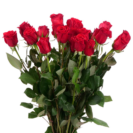 01900301_ruza-grande-cervena-60-cm-rez