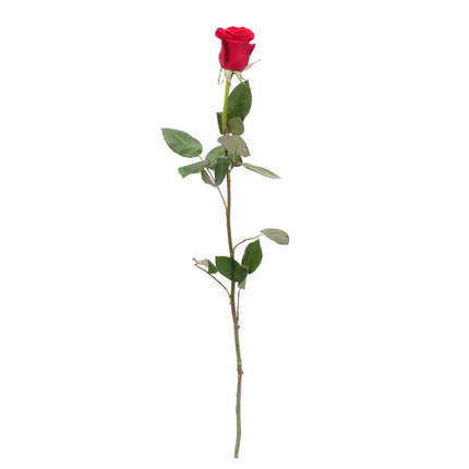 01900301_ruza-grande-cervena-60-cm-rez