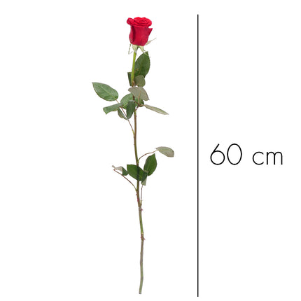 01900301_ruza-grande-cervena-60-cm-rez