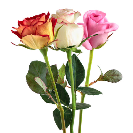 01900319_ruza-kratka-mix-rez