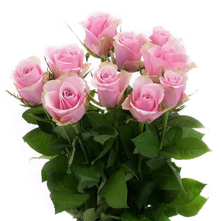 01900319_ruza-kratka-mix-rez