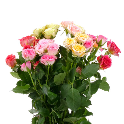 01900339_ruza-trsova-mix-rez