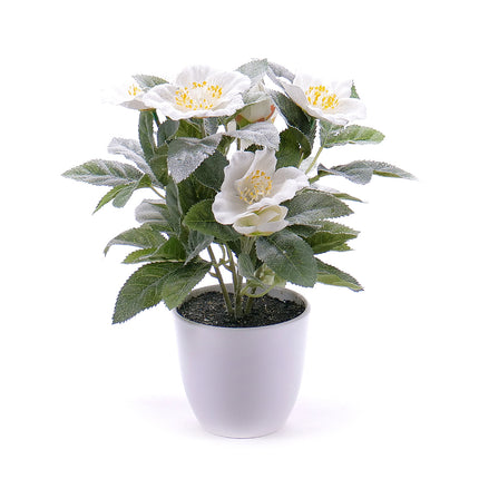 02000194_cemerica-um-v-kvetinaci