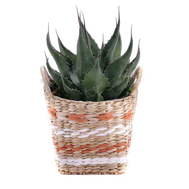 03000012_agave-v-ratanovom-obale