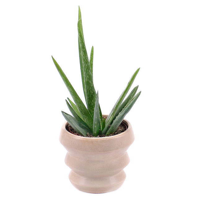 03000013_aloe-vera-v-keramickom-obale