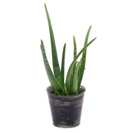 03000015_aloe-vera-v-plechovom-obale
