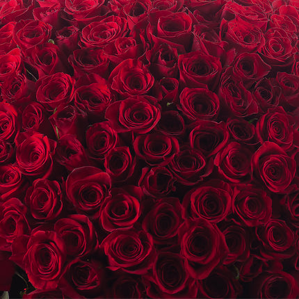 03000019_amore-cervene-ruze-250