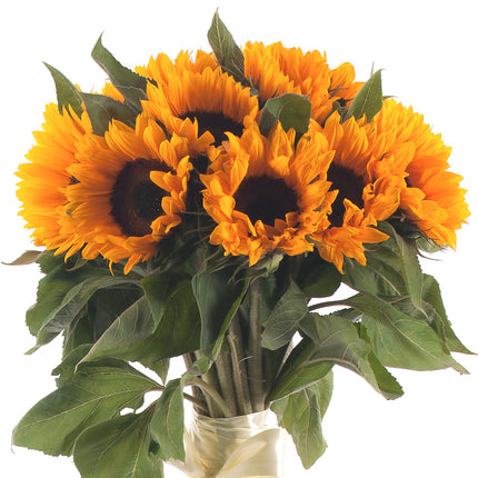 03000037_amore-slnecnice