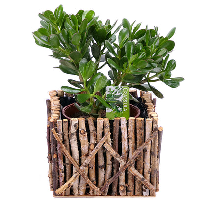 03000063_crassula-v-drevenom-boxe