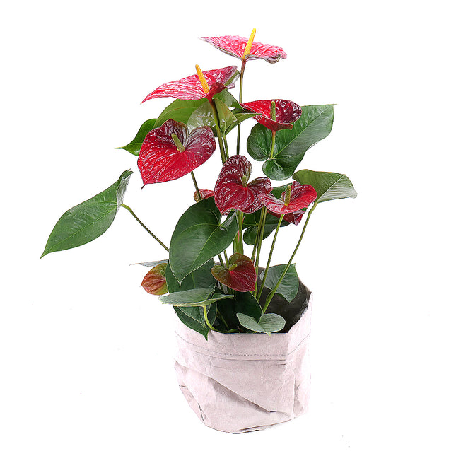 03000068_cervena-anturia-v-kozenom-obale