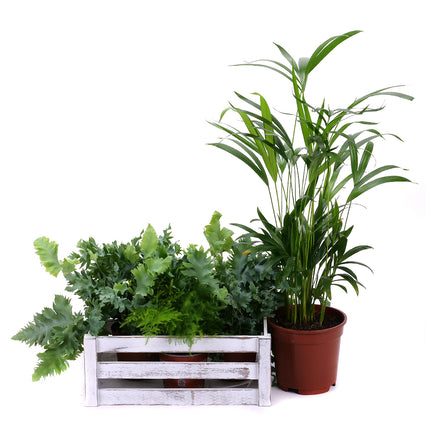 03000335_darcekovy-set-dreveny-box-mix-izbovych-rastlin