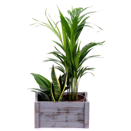 03000335_darcekovy-set-dreveny-box-mix-izbovych-rastlin