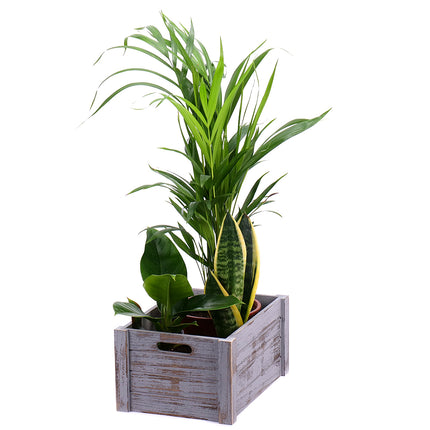 03000335_darcekovy-set-dreveny-box-mix-izbovych-rastlin