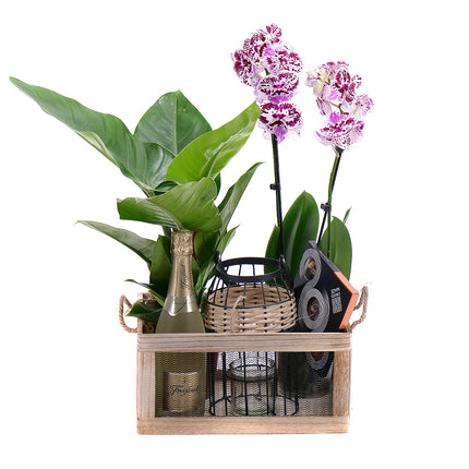 03000336_darcekovy-set-dreveny-box-philodendron-a-orchidea