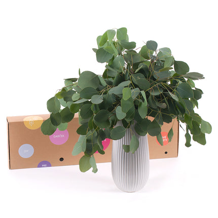 03000471_diy-kytica-eukalyptus-populus-do-vazy