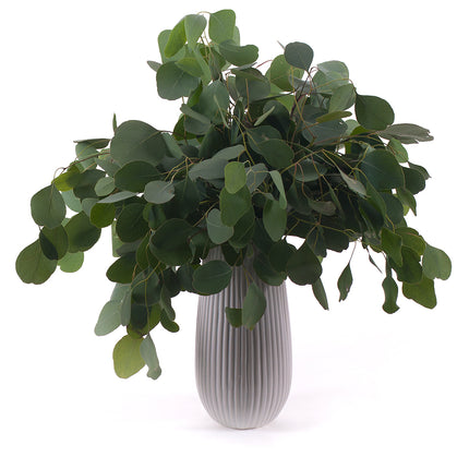 03000471_diy-kytica-eukalyptus-populus-do-vazy