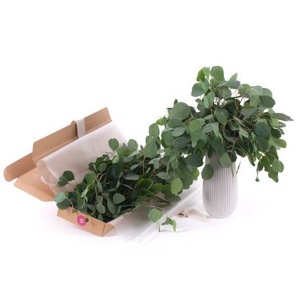 03000471_diy-kytica-eukalyptus-populus-do-vazy