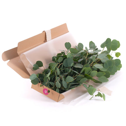 03000471_diy-kytica-eukalyptus-populus-do-vazy