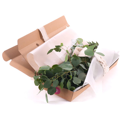 03000480_diy-kytica-tri-druhy-eukalyptu-do-vazy