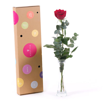 03000485_diy-kytica-cervena-ruza