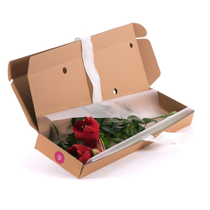 03000489_diy-kytica-cerveny-amarylis