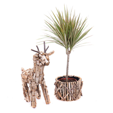 03000515_dracena-v-drevenom-boxe-s-dekoraciou