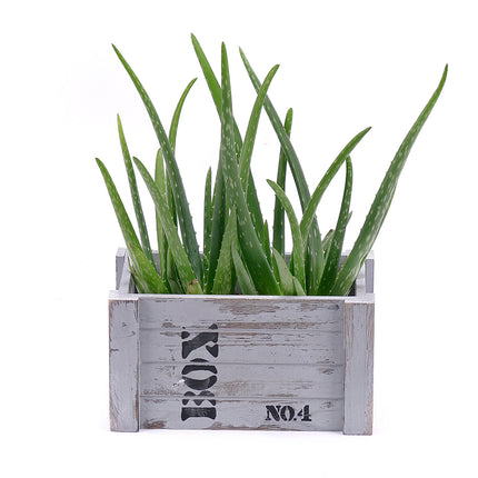 03000518_duo-aloe-vera-v-drevenom-boxe