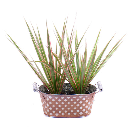 03000526_duo-dracena-v-plechovom-obale